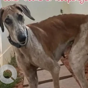 A White-Brown Mix Mudhol Dog Found from Roopanagar 16 cross