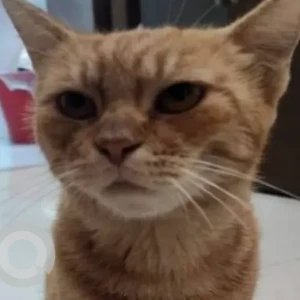 A Orange Domestic Shorthair Cat Missing from Muroor Road Abu Dhabi near Bangladesh School