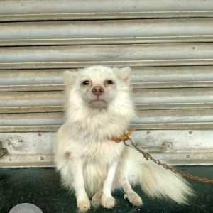 A White Pomeranian Dog Found from Saidapet/Nandanam area