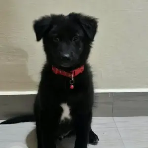 A Black Indie mix Dog Missing from Dattagali, Mysuru