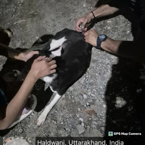 Rabies vaccination-52