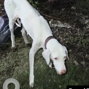 A White Rajapalayam Dog Found from Chennai
