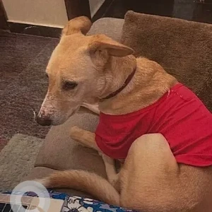 A White-Brown Mix Indie Dog Missing from BTM Layout, Bengaluru