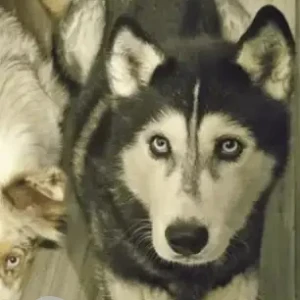 A Black and White Husky Dog Missing from Killiney woods./Old Coach Rd