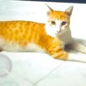 A Orange Ginger cat Cat Missing from Chennai-2