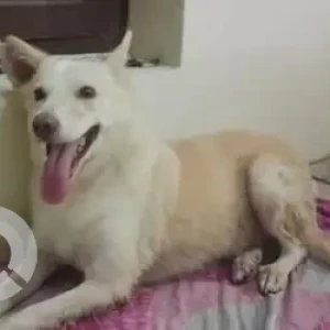 A White Pomeranian Dog Found from Chennai