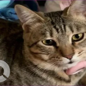 A Dusky Domestic Shorthair Cat Missing from Al Manhal - W18 01