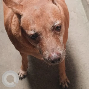 A Brown Indie Dog Missing from Zone 7 Ambattur, Chennai-2