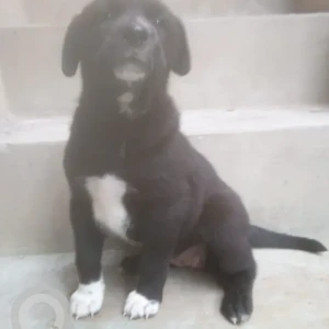 Female Mixed breed (Father is Labrador and Mother is Indie) Dog Adoption for Adoption in Ayyapanagar, K R Puram, Bengaluru