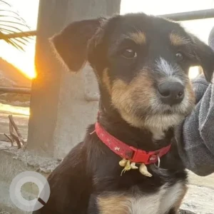 A Black and Brown Indie mix Dog Missing from Borum-Lekhi bypass