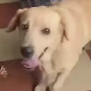 A White Labrador Dog Found from Chamundi Hills