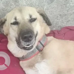 A Black and Brown Indie Dog Missing from Balco Taxi Stand, Patparganj