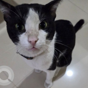 A Black and White Indie Cat Missing from Velachery, Chennai