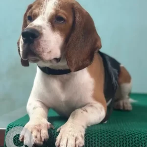 A White-Brown Mix Beagle Dog Missing from Ushodaya Junction