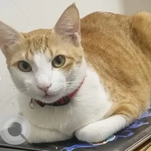 A White-Brown Mix Ginger Cat Missing from Vaikuntam layout, AECS