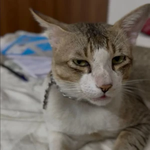 A White-Brown Mix Oriental short hair Cat Missing from Asiad colony park-2