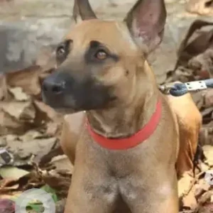 A Brown Indie Dog Missing from Kengeri-2