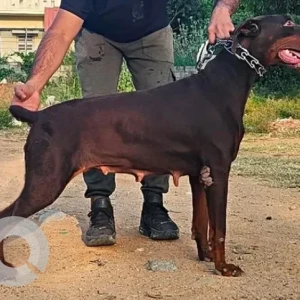 A Brown Doberman Dog Missing from Horamavu Agara , Zion Street-2