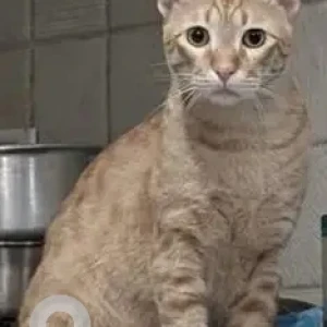 A Orange Ginger cat Cat Missing from Pandav Nagar-2