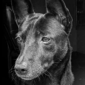 A Black and White Indie Dog Missing from Srirampuram, Bengaluru