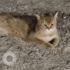 A Brown Persian Cat Found from Sharqa Al-Majaz 2