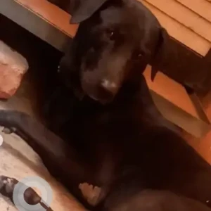 A Black and Brown Indie Dog Found from Ramaiah layout