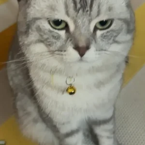 A Grey Scottish fold Cat Missing from JVC District 12