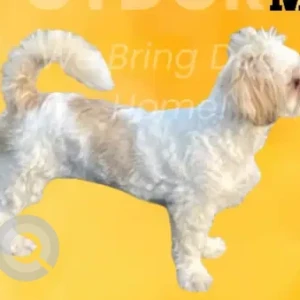 A White Shih Tzu Dog Missing from Grand St/Linen Ave Area