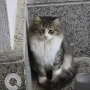 A White and Grey Domestic Longhair Cat Found from Al Falah Area