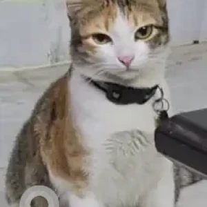A White-Brown Mix Calico Cat Missing from Chengalpet Forest Area