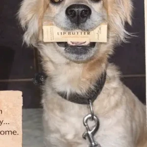 Male Tibetan Terrier Indie Dog Adoption for Adoption in New Delhi