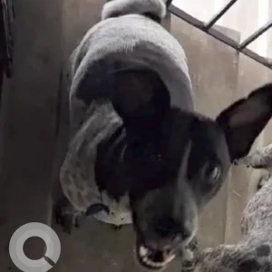 A Black and White Indie Dog Missing from Garfa, Kolkata-4