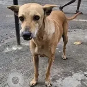 A White-Brown Mix Indie Dog Found from Akshayanagar, Bengaluru