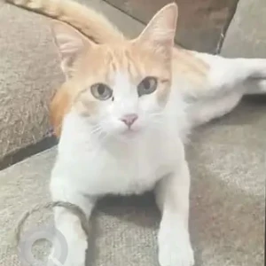 A White-Brown Mix Indie Cat Missing from Arekere, Bannerghatta Road-2