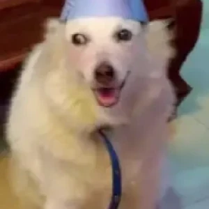 A White Pomeranian Dog Missing from Akkayyapalem-3