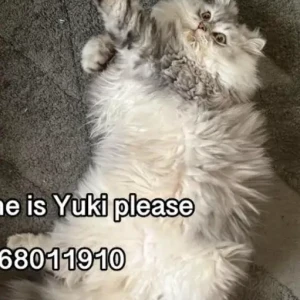 A White and Grey Persian Cat Missing from Barashi-2