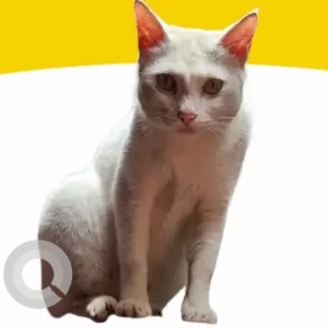 A White Indie Cat Missing from Saidapet