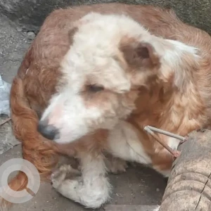 A White-Brown Mix Poodle Dog Missing from Aji Industrial Estate, Rajkot