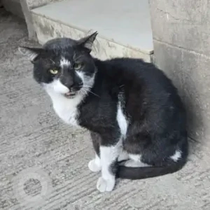 A Black and White Calico Cat Found from Kapil Aasmant, Pashan society