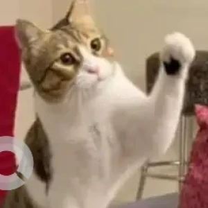 A Grey-White Mix Arabian Mau Cat Missing from Springs 3, Street 2