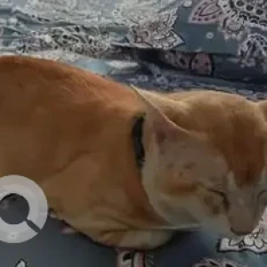 A Orange Indie Cat Missing from Velachery Near Raja Street-2