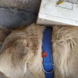 A Light Brown Indie Dog Found from Kumar City, Kalyani Nagar-3