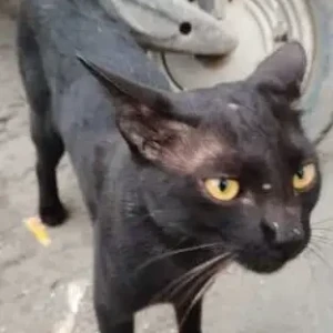 A Black Indie Cat Missing from Sadiq Nagar, New Delhi-2