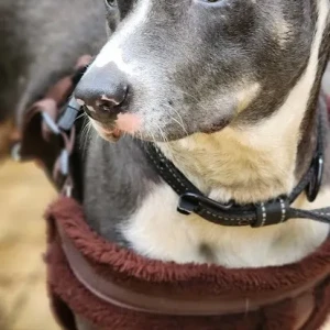 A White and Grey Indie mix Dog Found from Domlur, Bengaluru-2