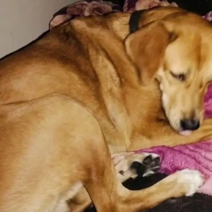 A White-Brown Mix Indie Dog Missing from East guru Angad nagar gali no 3-2