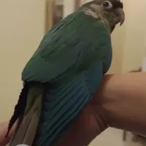 A Green Conure Bird Missing from Kalyan nagar-3