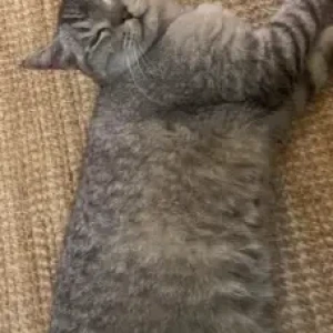 A Grey Domestic Shorthair Cat Missing from Springs 3, street 12