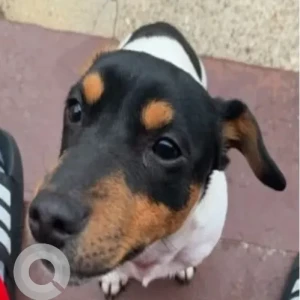 A Black and White Jack Russell Terrier Dog Missing from Rugby Rd/Cummings Highway