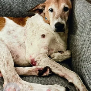 A White-Brown Mix Indie Dog Missing from Jal vayu vihar, CMR road