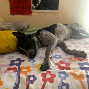 A Black and White Indie Dog Missing from Garfa, Kolkata-2
